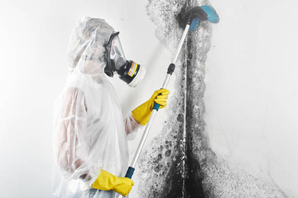 Best Mold Odor Removal Services  in Lampasas, TX