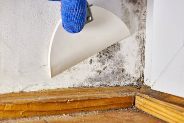 Best Basement Mold Removal  in Lampasas, TX